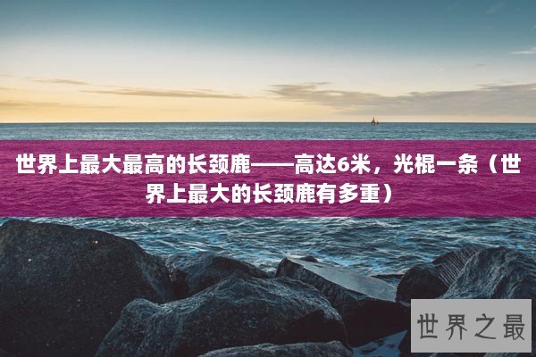 世界上最大最高的长颈鹿——高达6米，光棍一条（世界上最大的长颈鹿有多重）