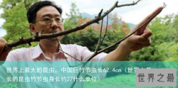 世界上最大的昆虫，中国巨竹节虫长62.4cm（世界上最长的昆虫竹节虫身长约27什么单位）