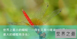 世界上最小的蜻蜓——身长只有10毫米（世界上最大的蜻蜓有多长）