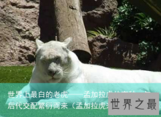 世界上最白的老虎——孟加拉虎的变种，与后代交配繁衍而来（孟加拉虎来自哪里）
