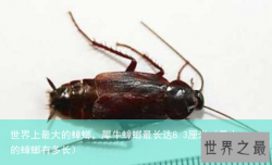 世界上最大的蟑螂，犀牛蟑螂最长达8.3厘米（最大的蟑螂有多长）