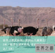 世界上最大的鸟，史前巨鸟翼展达7.3米（世界上最大的鸟,史前巨鸟翼展达7.3米）
