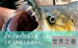 世界上最大的食人鱼——黄金猛鱼（世界上最大的食人鱼是什么）