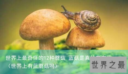 世界上最奇怪的12种蘑菇 蓝菇是真的存在的（世界上有蓝蘑菇吗）