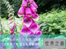 世界上12大危险植物 2图看上去又恐怖又有毒（世界上最毒植物前十名图片大全）