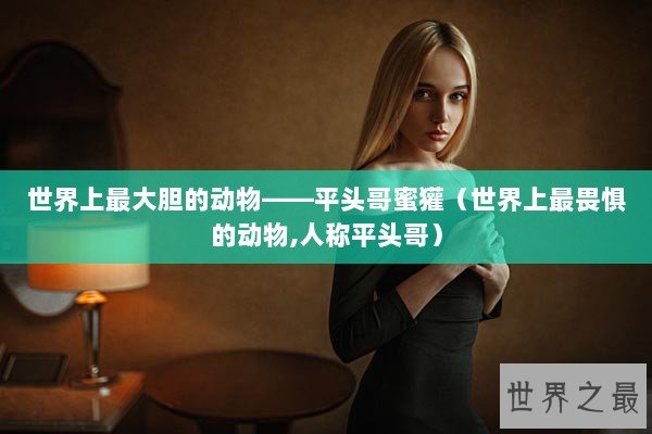 世界上最大胆的动物——平头哥蜜獾（世界上最畏惧的动物,人称平头哥）