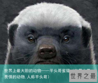 世界上最大胆的动物——平头哥蜜獾（世界上最畏惧的动物,人称平头哥）