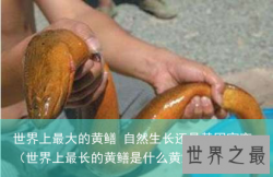 世界上最大的黄鳝 自然生长还是基因突变（世界上最长的黄鳝是什么黄鳝呢）