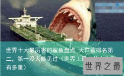 世界十大最厉害的鲨鱼盘点 大白鲨排名第二，第一没人能见过（世界上最大的大白鲨有多重）