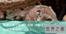 世界上最小的哺乳动物 体重仅2克重（最小的哺乳类动物）