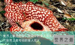 世界上最大的花，传说中的食人花可以容纳一个人（世界上最可怕的食人花）