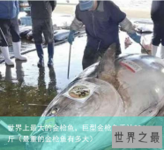 世界上最大的金枪鱼，巨型金枪鱼重达834斤（最重的金枪鱼有多大）