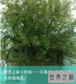 世界上最小的城——汉桑城（世界上最长的城墙是）