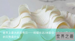 世界上最大的双壳贝——砗磲长达2米能装一个人（最大的贝壳是什么）