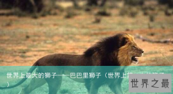 世界上最大的狮子——巴巴里狮子（世界上第一大的狮子）