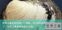 世界上最老的动物——明蛤，507岁时被科学家弄死了（世界上最老的狗是什么狗）
