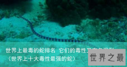 世界上最毒的蛇排名 它们的毒性又有多强烈（世界上十大毒性最强的蛇）