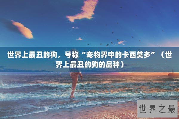 世界上最丑的狗，号称“宠物界中的卡西莫多”（世界上最丑的狗的品种）