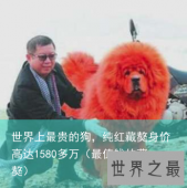 世界上最贵的狗，纯红藏獒身价高达1580多万（最值钱的藏獒）