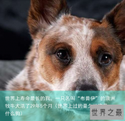 世界上寿命最长的狗，一只名叫“布兽伊”的澳洲牧牛犬活了29年5个月（世界上过的最久的狗