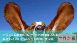 世界上耳朵最长的狗，一只叫Harbor的黑棕猎熊犬耳朵长34.3厘米（耳朵可长的狗叫什么狗）