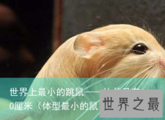 世界上最小的跳鼠——体长只有10厘米（体型最小的鼠）