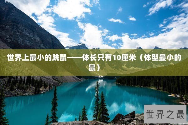 世界上最小的跳鼠——体长只有10厘米（体型最小的鼠）