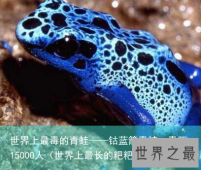 世界上最毒的青蛙——钴蓝箭毒蛙，毒死15000人（世界上最长的粑粑）