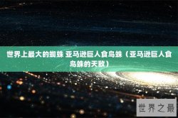 世界上最大的蜘蛛 亚马逊巨人食鸟蛛（亚马逊巨人食鸟蛛的天敌）