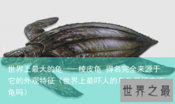 世界上最大的龟——棱皮龟 得名完全来源于它的外观特征（世界上最吓人的乌龟是棱皮海龟吗