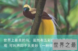 世界上最美的鸟，虽然有五彩斑斓的漂亮外观 可叫声却不太美妙（一种很漂亮的鸟）