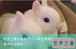 世界上最小的兔子——荷兰侏儒兔（荷兰侏儒兔长什么样子）