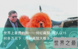 世界上最贵的狗——纯红藏獒 商人以1580多万买下（纯种藏獒大概多少钱一只?）