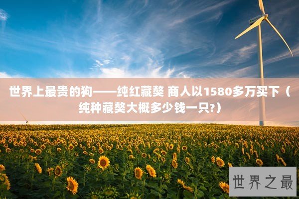 世界上最贵的狗——纯红藏獒 商人以1580多万买下（纯种藏獒大概多少钱一只?）