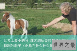 世界上最小的马 连奔跑玩耍时都必须穿上特制的鞋子（小马在什么什么跑）