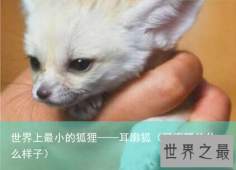 世界上最小的狐狸——耳廓狐（耳廓狐长什么样子）