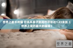 世界上最长的猫 它从从鼻子到尾巴可长达1.23米长（世界上尾巴最大的猫咪）