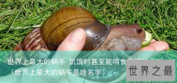 世界上最大的蜗牛 饥饿时甚至能啃食和消化水泥（世界上最大的蜗牛是啥名字）
