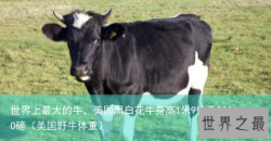 世界上最大的牛，美国黑白花牛身高1米9体重2300磅（美国野牛体重）