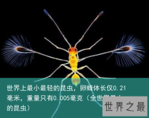 世界上最小最轻的昆虫，卵蜂体长仅0.21毫米，重量只有0.005毫克（全世界最小的昆虫）