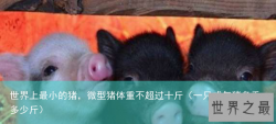 世界上最小的猪，微型猪体重不超过十斤（一只成年猪多重多少斤）