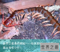 世界上最毒的蜈蚣——哈氏蜈蚣（哈氏蜈蚣最大有多少斤）