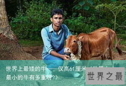 世界上最矮的牛——仅高61厘米（世界上最小的牛有多重呀?）