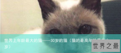 世界上年龄最大的猫——30岁的猫（猫的最高年龄是多少岁）