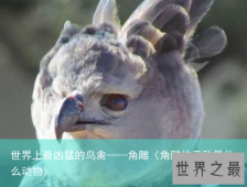 世界上最凶猛的鸟禽——角雕（角雕的天敌是什么动物）