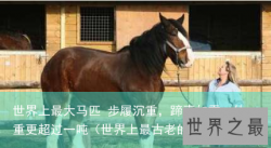 世界上最大马匹 步履沉重，蹄声如雷，体重更超过一吨（世界上最古老的马）