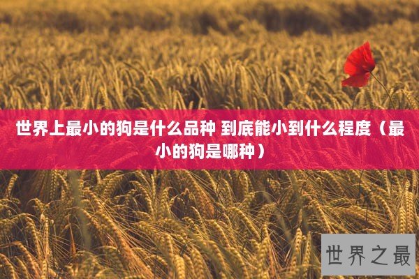 世界上最小的狗是什么品种 到底能小到什么程度（最小的狗是哪种）