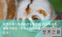 世界上唯一有毒的灵长类动物 因为喜欢吃蜂蜜而得名（专吃蜜蜂的动物有哪些图片和名字）