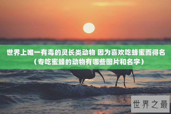 世界上唯一有毒的灵长类动物 因为喜欢吃蜂蜜而得名（专吃蜜蜂的动物有哪些图片和名字）