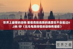 世界上最懒的动物 面临危险逃跑的速度也不会超过0.2米/秒（比乌龟跑得慢的动物有哪些）